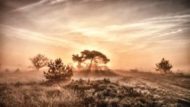 Strabrechtse Heide sur Adri van Daal  Photo-Art