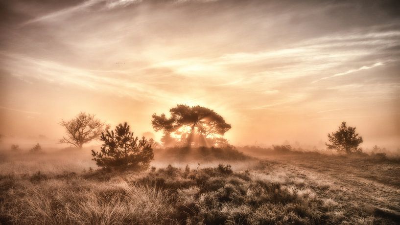 Strabrechtse Heide par Adri van Daal  Photo-Art