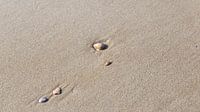 Schelpen op het strand, Bergen aan Zee, Nederland