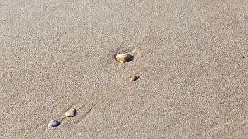 Muscheln am Strand, Bergen aan Zee, Niederlande von Guido van Veen