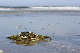 Krab op Ameland von Ab Donker