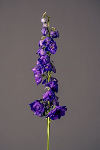 Fiore Viole (blauw)