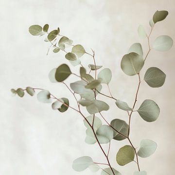 Eucalyptus takken van Poster Art Shop