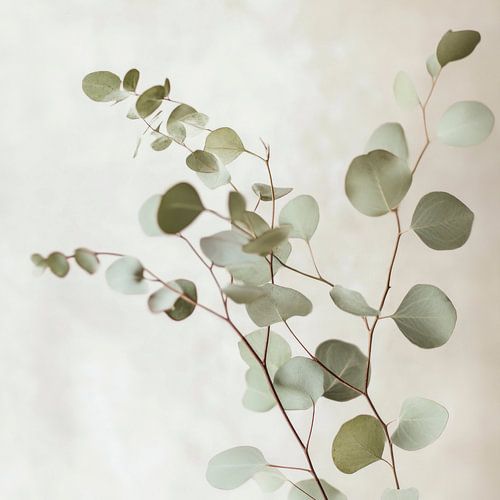 Eucalyptus takken