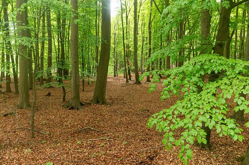 Forêt allemande