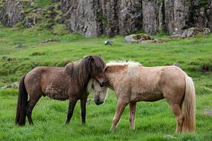Icelandic horses sur Ab Wubben