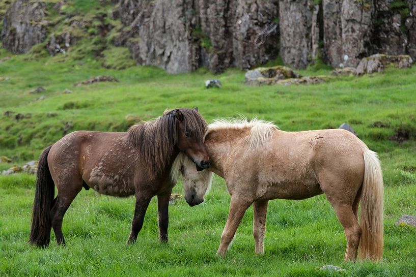 IJslandse paarden par Ab Wubben
