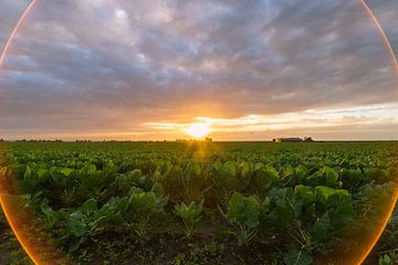 Coucher de soleil sur la campagne néerlandaise sur Menno van der Haven