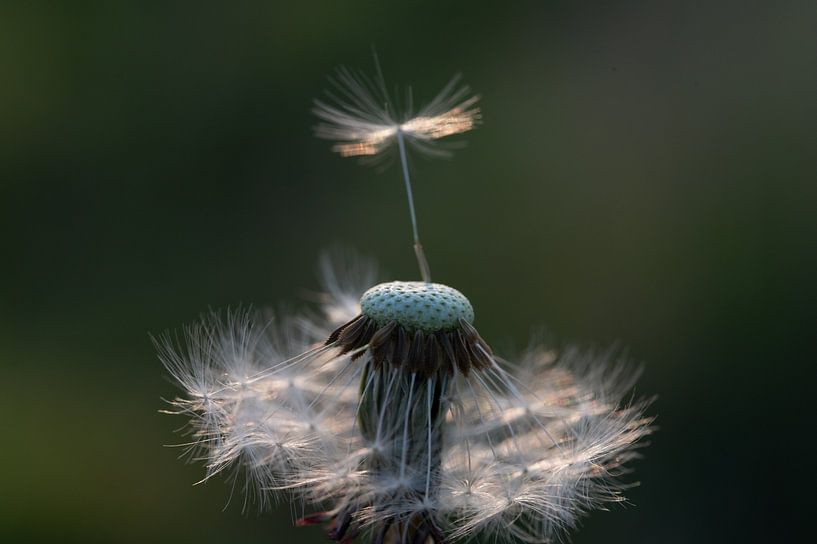 Letzter Flug von Studio Liefkoos