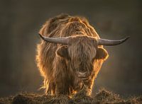 Schotse Hooglander in ochtendlicht.