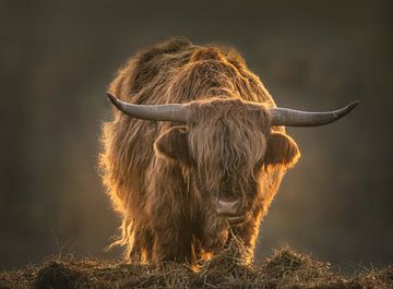Schottischer Highlander im Morgenlicht. von natascha verbij