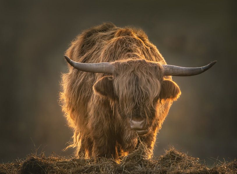 Schotse Hooglander in ochtendlicht. van natascha verbij