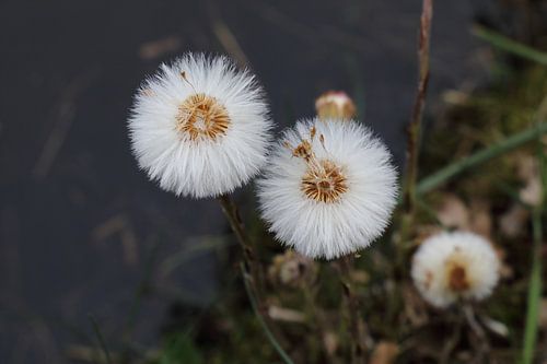 Deux fleurs à poils