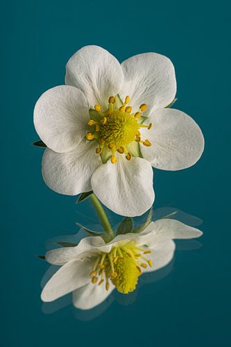 Bloemetje van een aardbeienplant