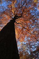 Herfst goud