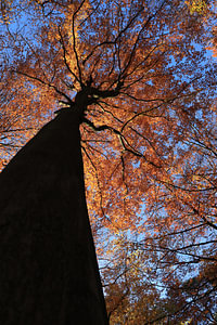 Herbstgold