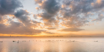 Ganzen zwemmen de mist in