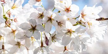 Macro flowers of the Kische