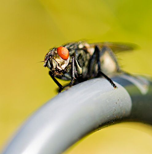Ik zie jou!. Een macro foto van een vlief die op een hangmandje van een bloempot zit in de zon