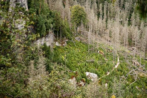 Frienstein, Saxon Switzerland - Königsweg