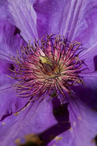 Clematis bloem