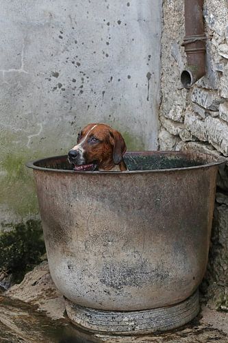 Foxhound taking a bath 1
