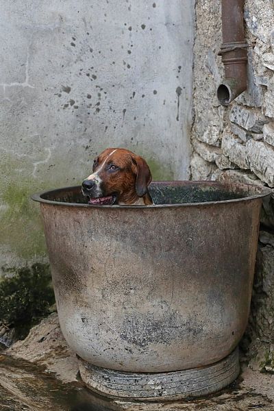Foxhound taking a bath 1 von Wybrich Warns