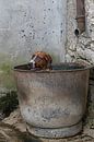 Foxhound taking a bath 1 von Wybrich Warns Miniaturansicht
