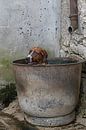 Foxhound taking a bath 1 by Wybrich Warns thumbnail