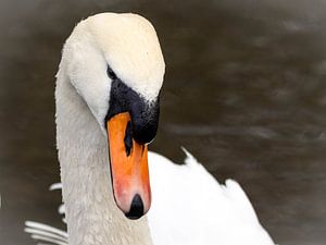 Porträt eines Schwans