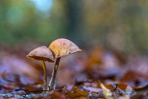 Paddenstoelen op Texel