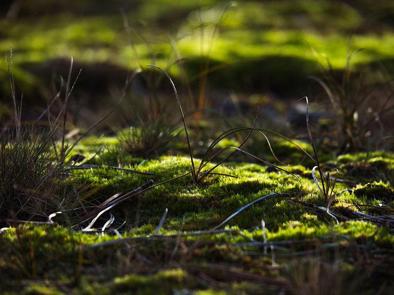 Grass blades by Martijn Tilroe
