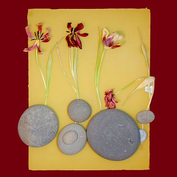 Four tulips on yellow surface with round stones