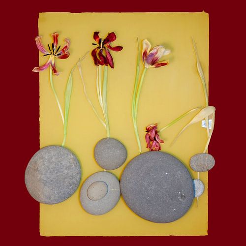 Vier tulpen op geel vlak met ronde Wales-stenen