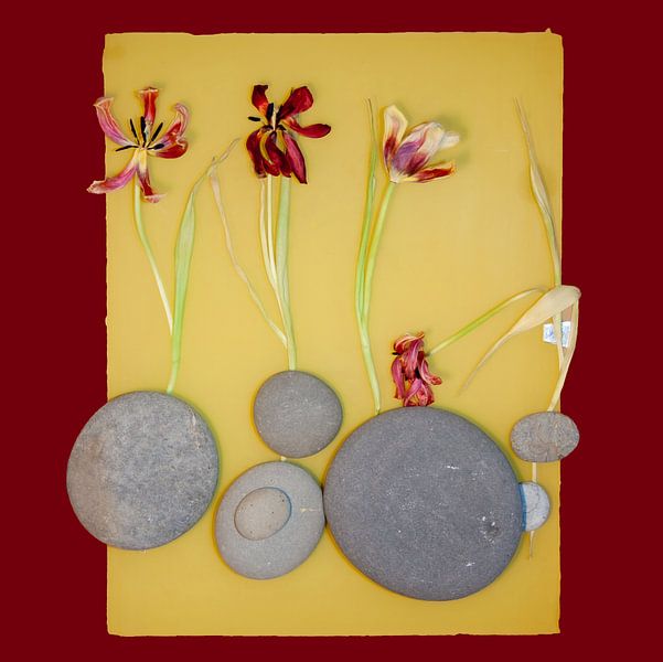 Vier tulpen op geel vlak met ronde Wales-stenen van Susan Hol