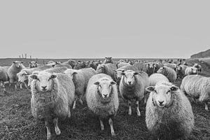 schapen op de dijk, zwart wit, sheeps van M. B. fotografie