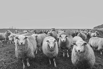 schapen op de dijk, zwart wit, sheeps van M. B. fotografie