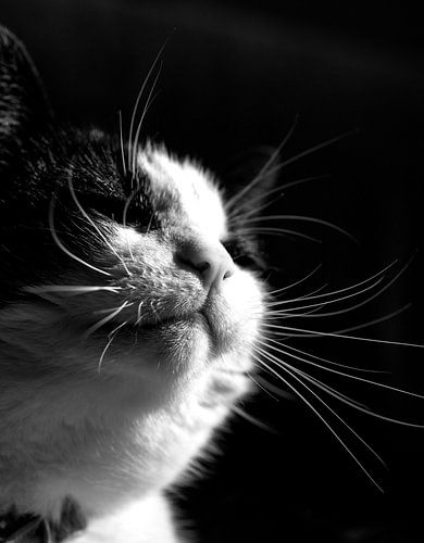 Kat genietend van de zon