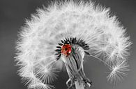 Lucky beetle 45 by Heike Hultsch thumbnail