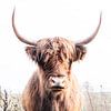 Schottisches Hochlandrind 003 von Carola Stroy