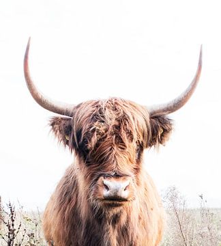 Highland cow 003 by Carola Stroy