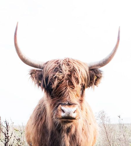 Highland cow 003