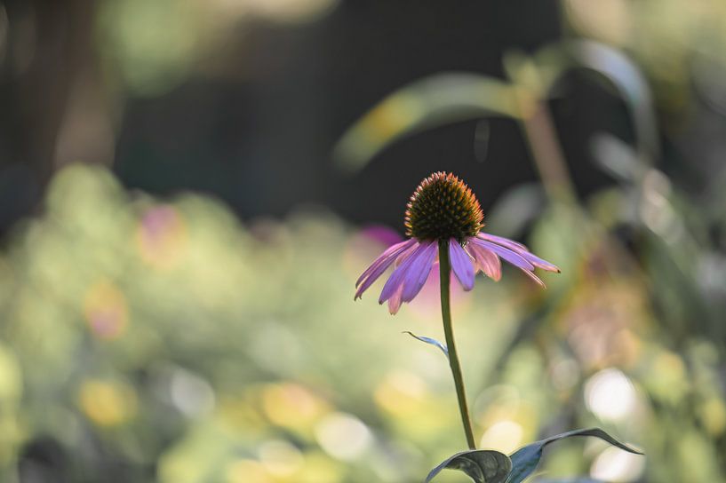 sun hat between the green by Tania Perneel