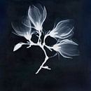 Blaue Magnolien von Affect Fotografie Miniaturansicht