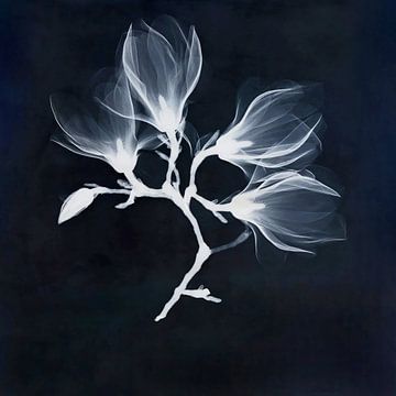 Blue magnolias by Affect Fotografie