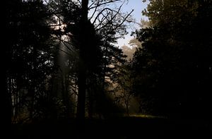 Les espaces ouverts dans la forêt sont magnifiquement éclairés par le soleil du matin.