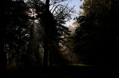 Open plek in het bos wordt mooi verlicht door de ochtendzon