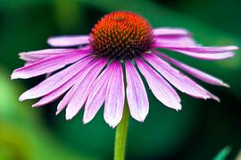 Prächtiger rosa Sonnenhut (Ecinacea) von Silva Wischeropp