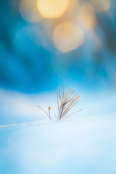 Icy loneliness by Poster Art Shop
