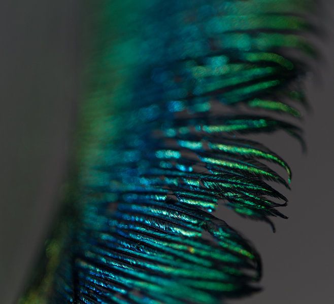 Peacock feather by Siska Heus